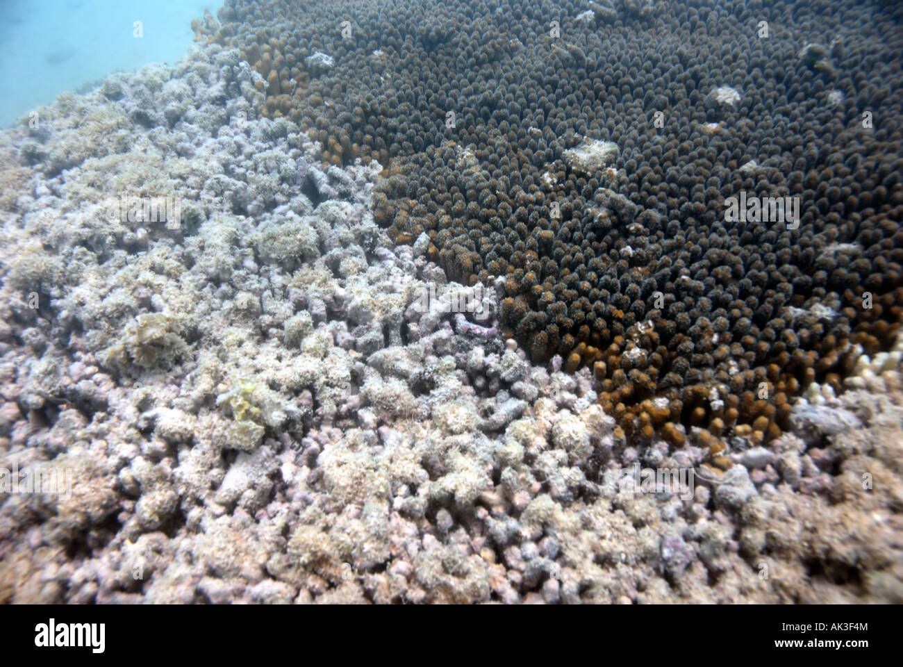 Coral dying due to increased rates of sedimentation Stock Photo