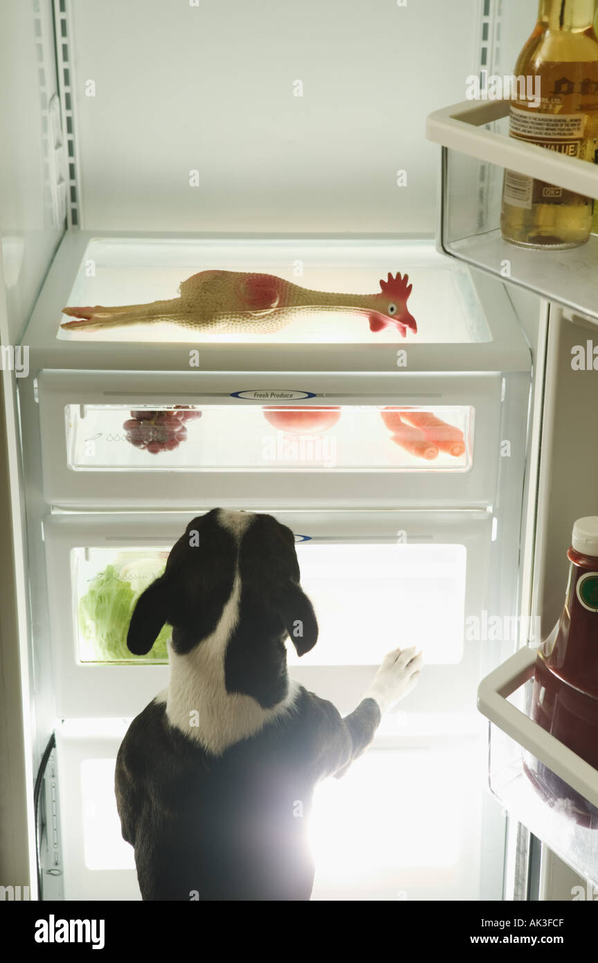 Rear view of dog climbing into a refrigerator Stock Photo