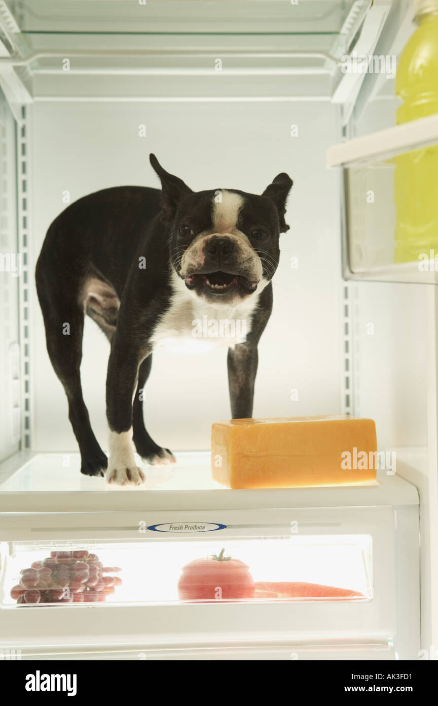 Dog standing over a block of cheese inside a refrigerator Stock Photo