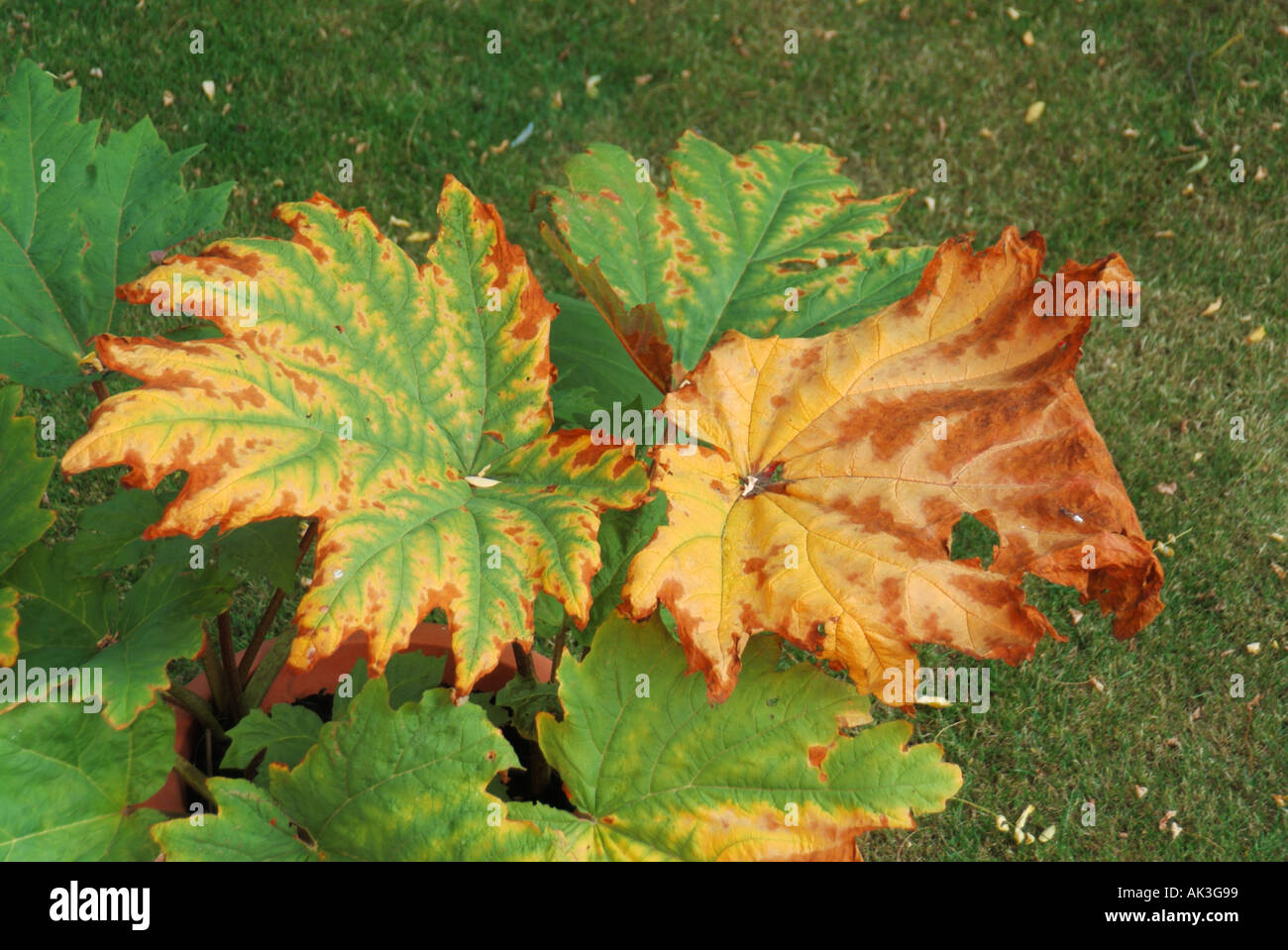Rheum Ornamental Rhubarb Polygonaceae plant growing in garden showing autumnal colours on large leaves Stock Photo