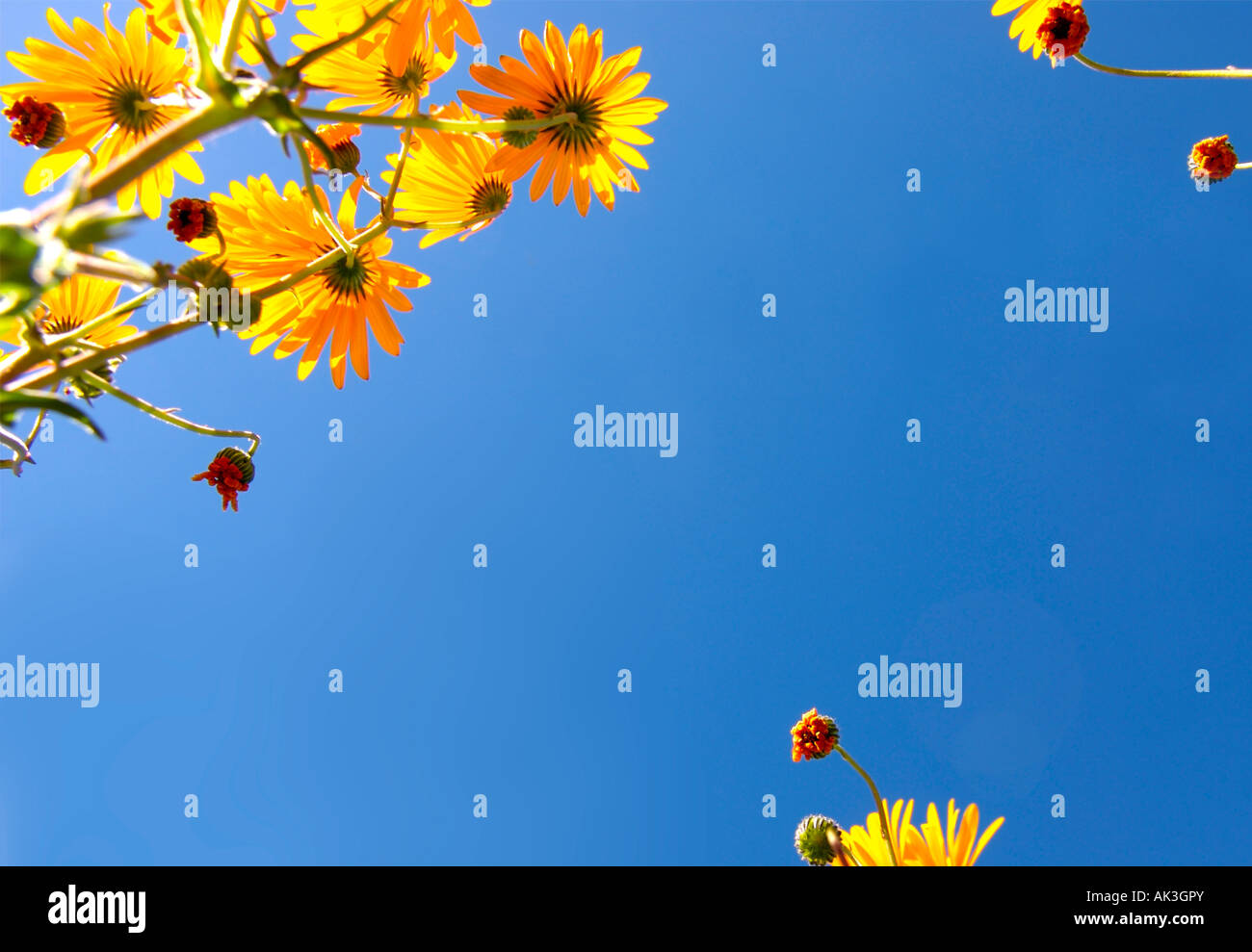 Orange daisies worm' s eye view against blue sky Stock Photo
