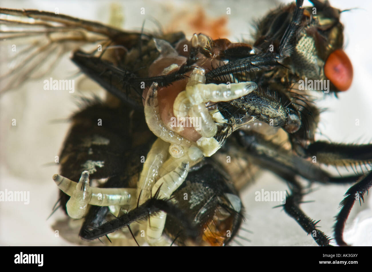 Squshed Fly Insect crushed pulp pulped crush squash squashed - big pregnant female ...