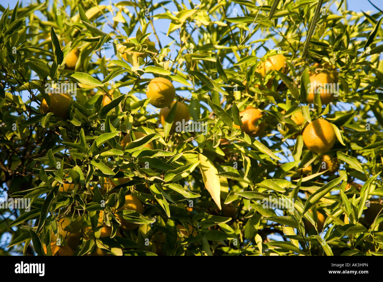 Oranges growing on the tree Marrakech, Morocco, North Africa. Stock Photo