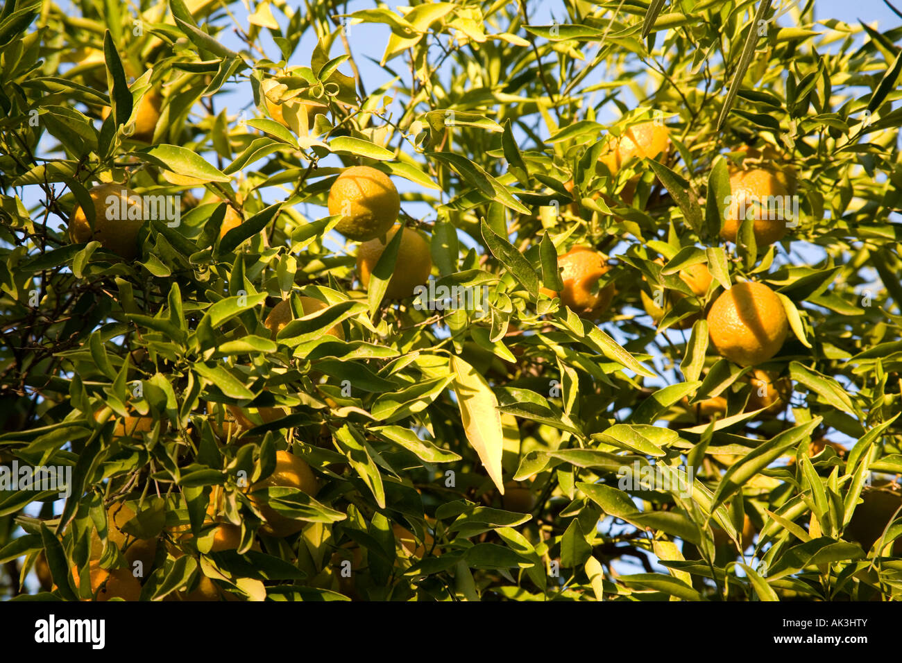 Oranges growing on the tree Marrakech, Morocco, North Africa. Stock Photo