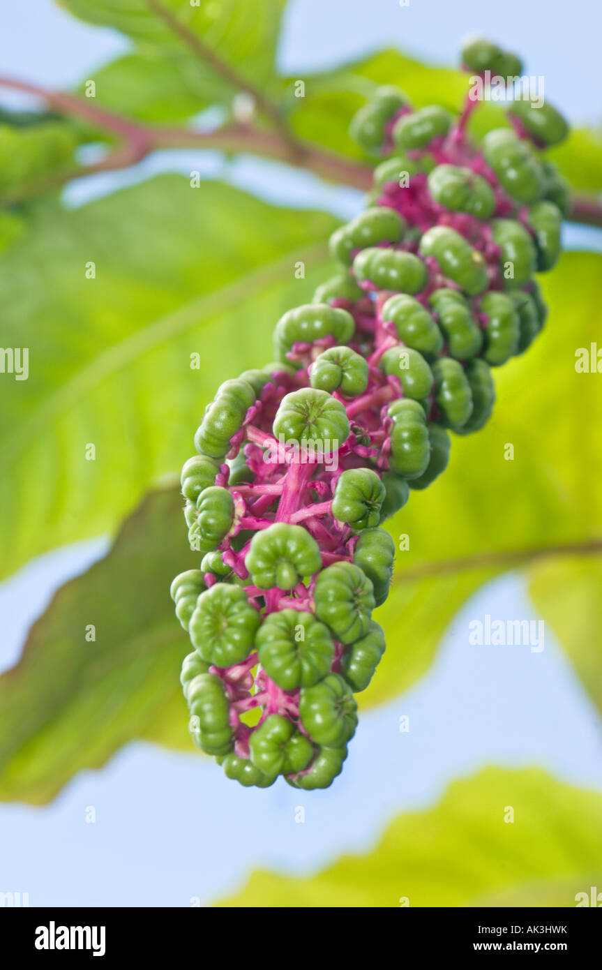 Phytolacca americana L. , also known as American pokeweed Stock Photo