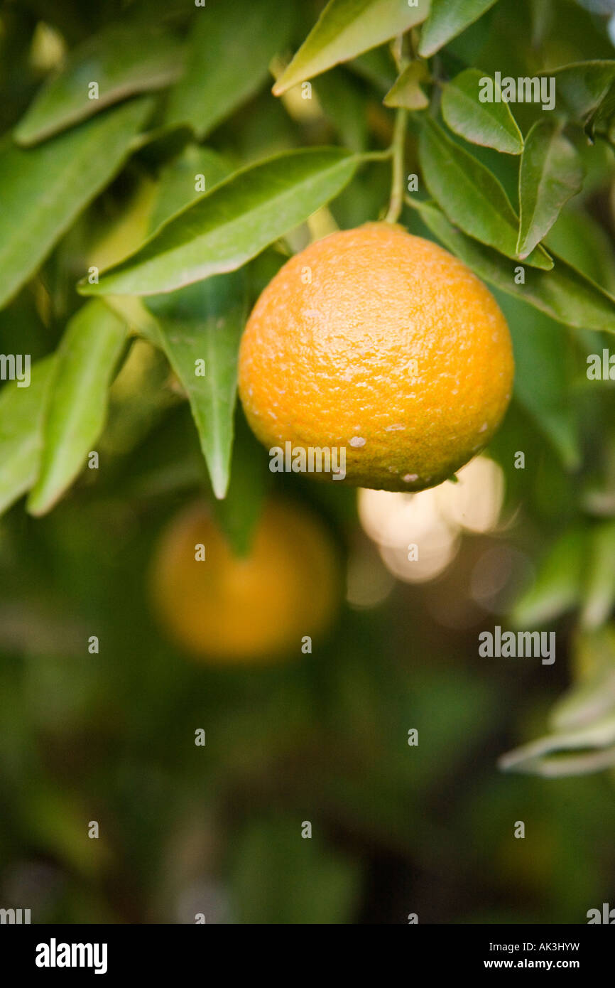 Oranges growing on the tree Marrakech, Morocco, North Africa. Stock Photo