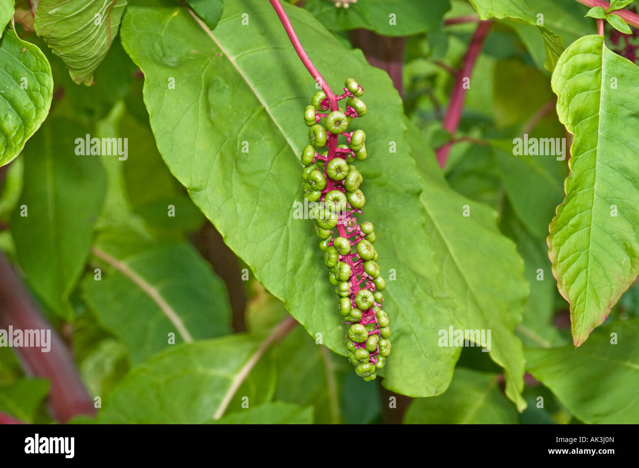 Phytolacca americana L. , also known as American pokeweed Stock Photo