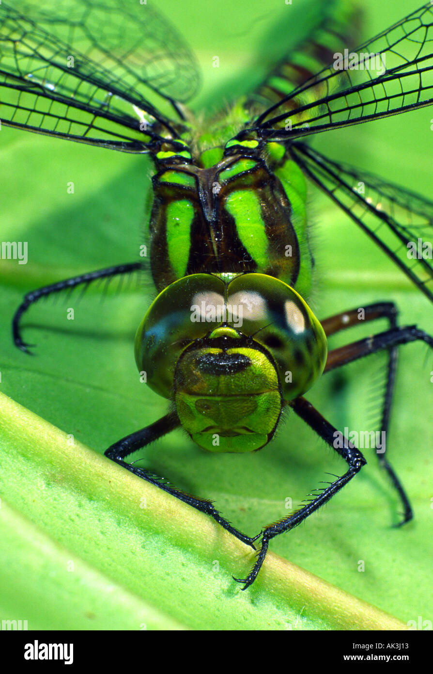 Southern Hawker dragonfly Stock Photo