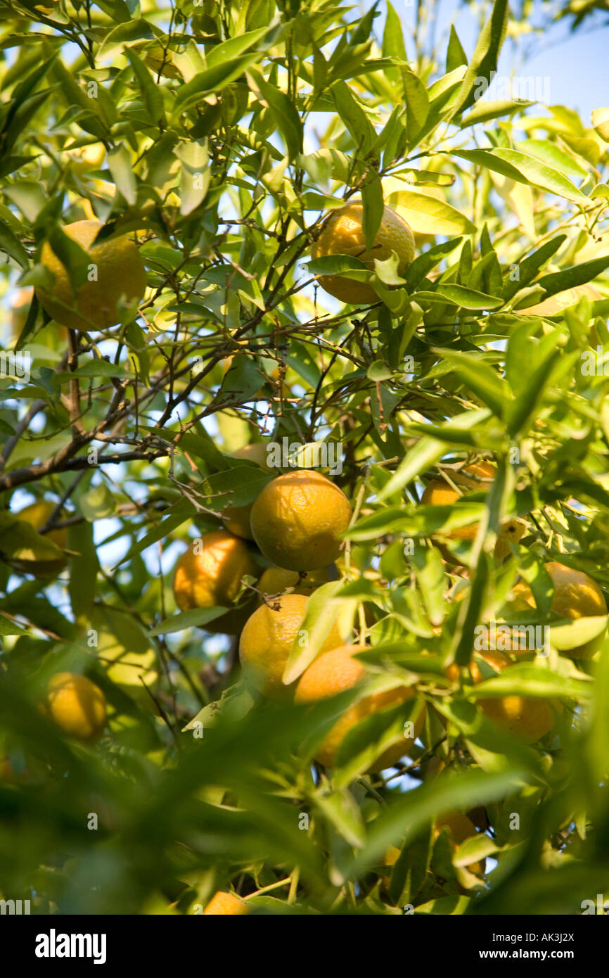 Oranges growing on the tree Marrakech, Morocco, North Africa. Stock Photo