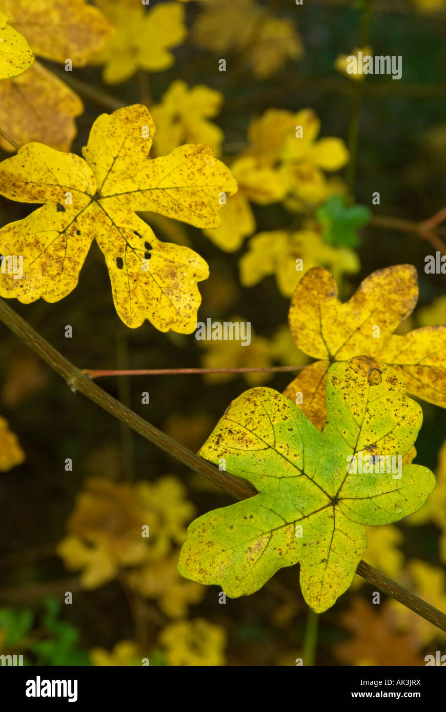 Field Maple (Acer campestre) Leaves in autumn Stock Photo - Alamy