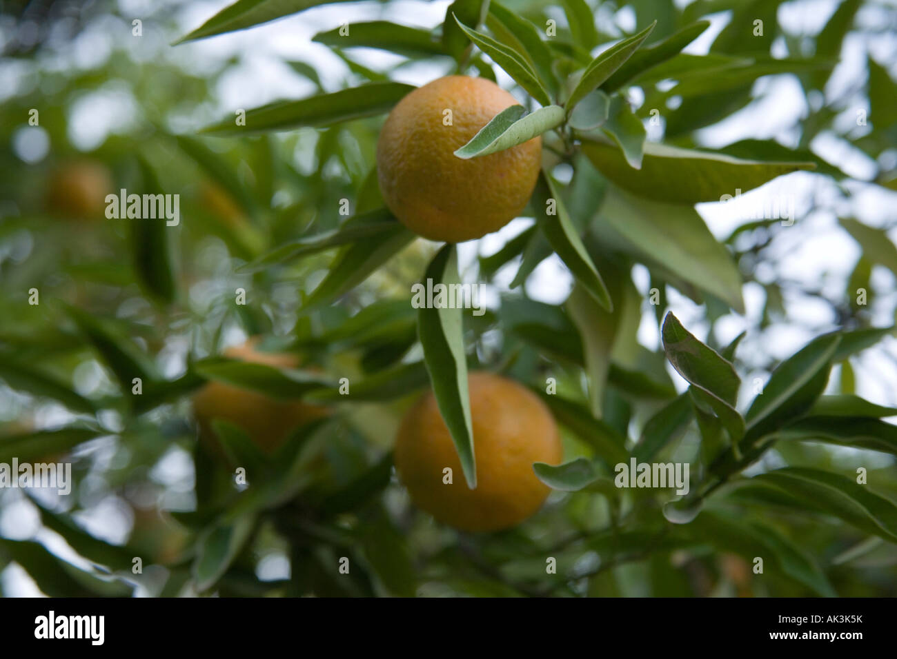 Clementine's growing on the tree, Marrakech, Morocco,North Africa Stock