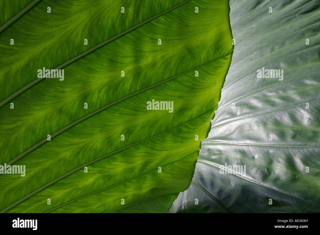 Banana leaves at Royal Botanic Gardens Kew, London Stock Photo Alamy