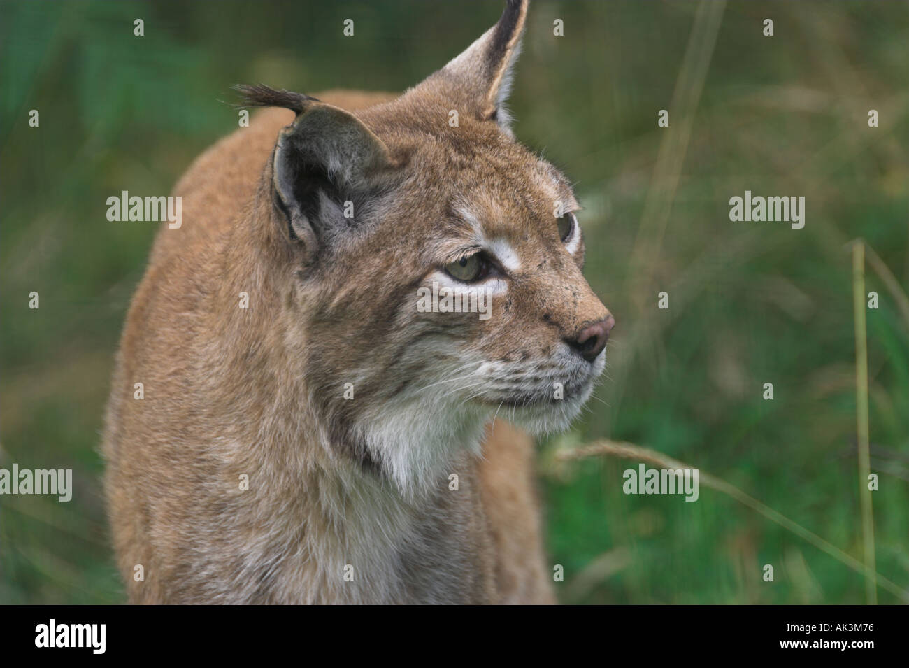 Lynx Stock Photo