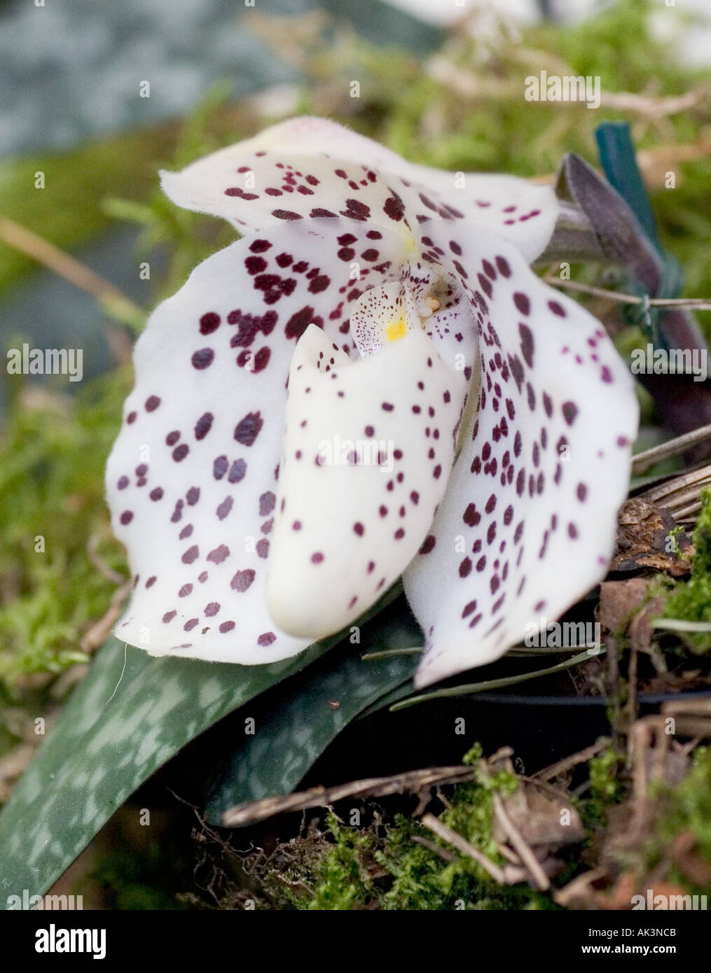 Orchid paphiopedilum conco bellatulum x bellatum Stock Photo
