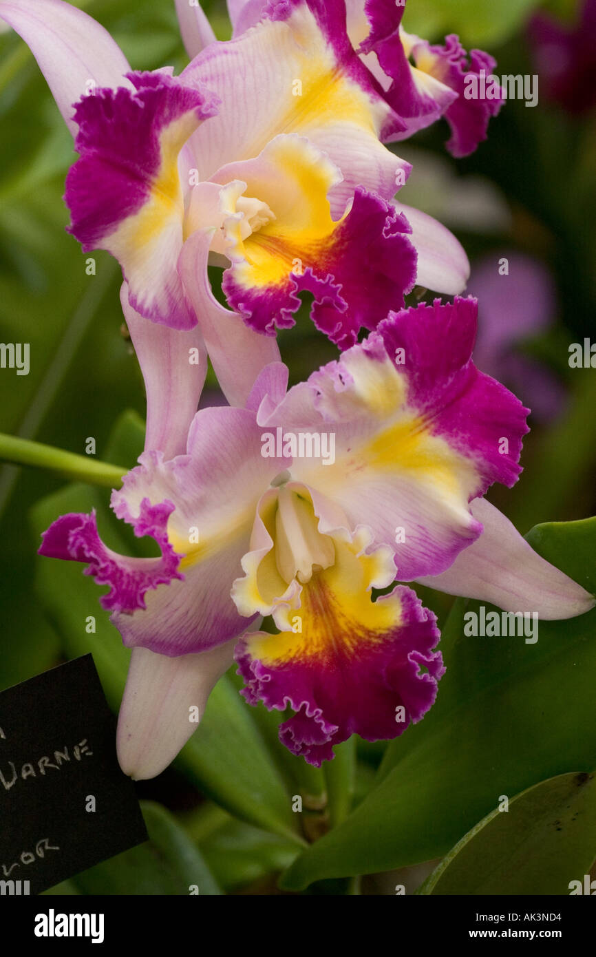 Orchid Laelia Dorothy Warne variety Tricolor Stock Photo