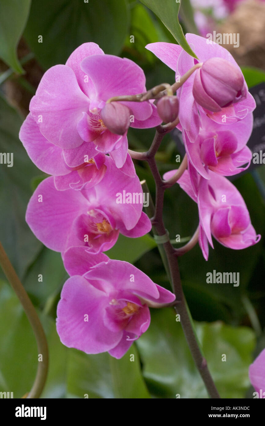 Orchid Phalaenopsis Pink Twilight Stock Photo