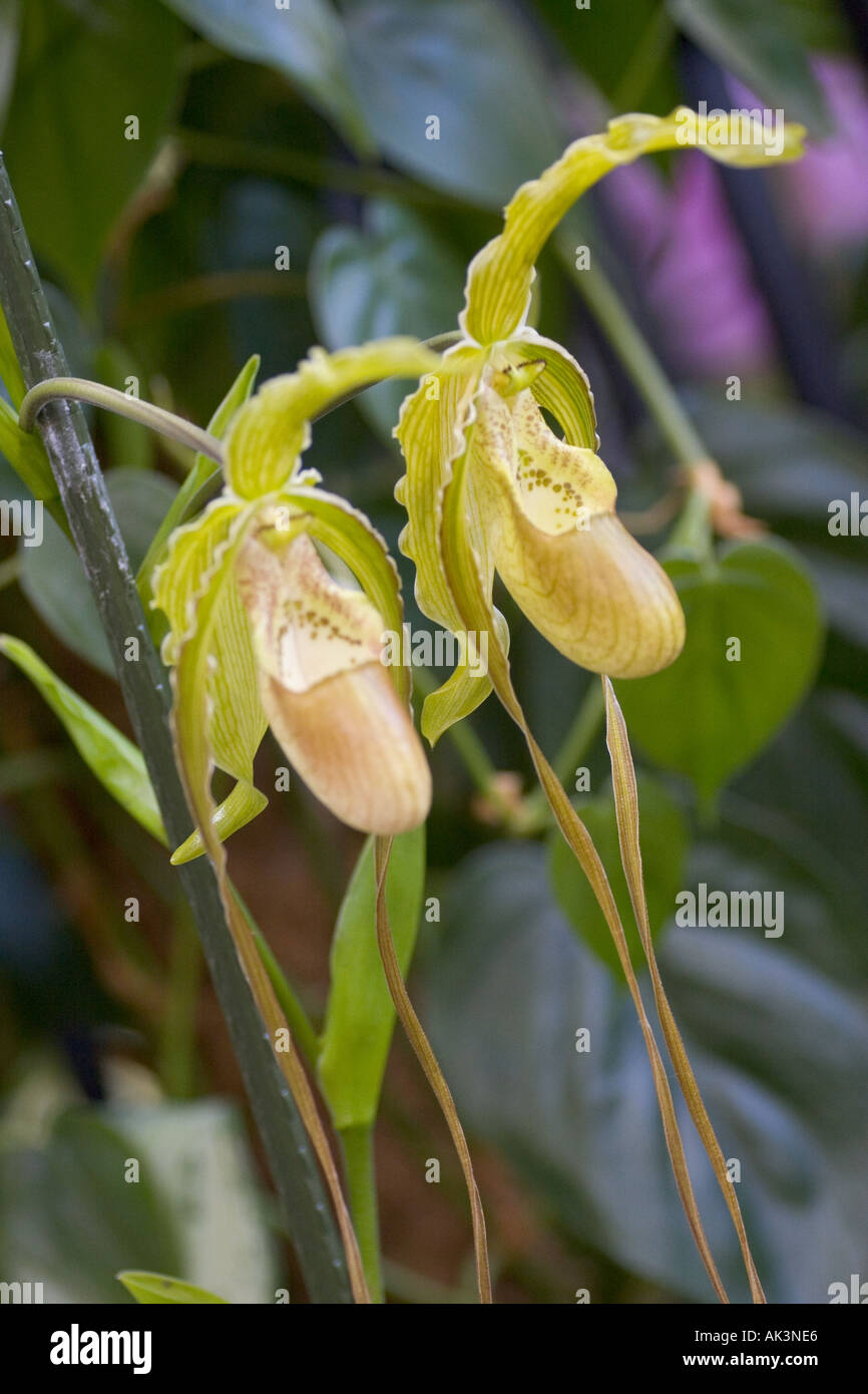Orchid Phragmipedium Wallisii x Longifolium Stock Photo