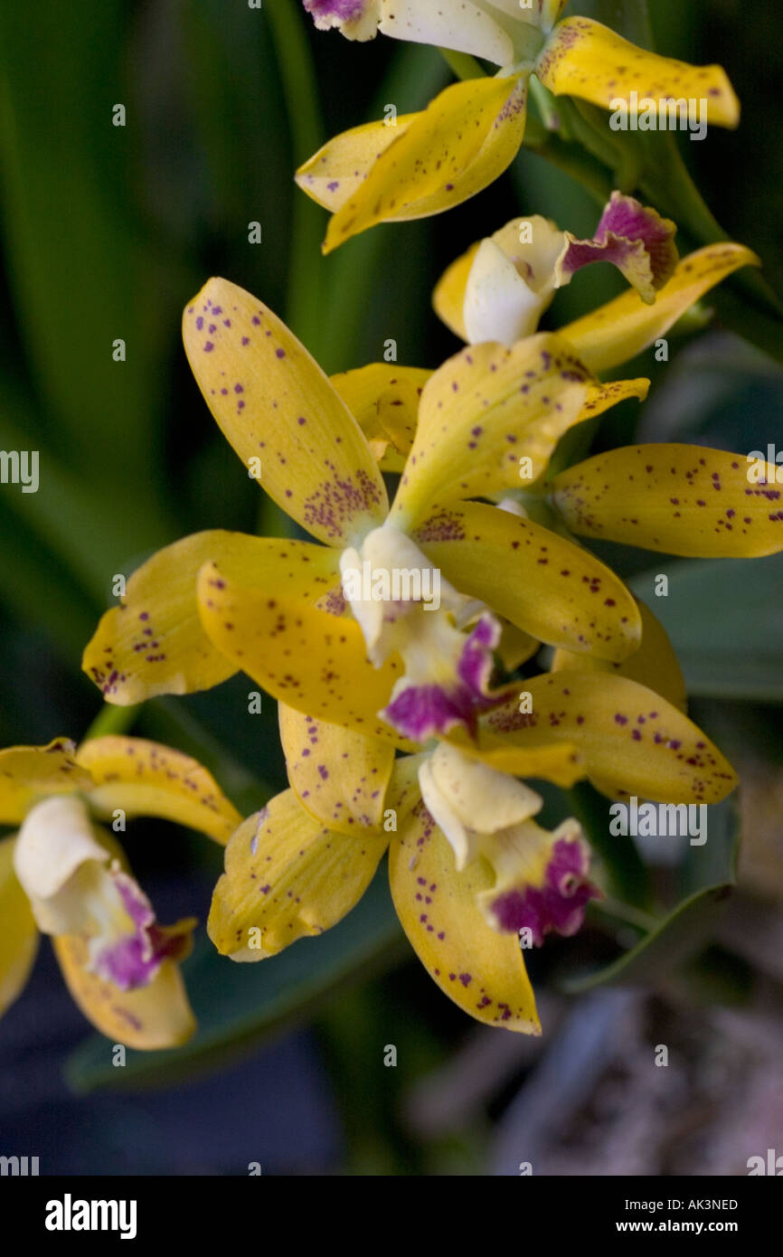 Orchid Laelia esalgaeana x Cattleya Thospot Stock Photo