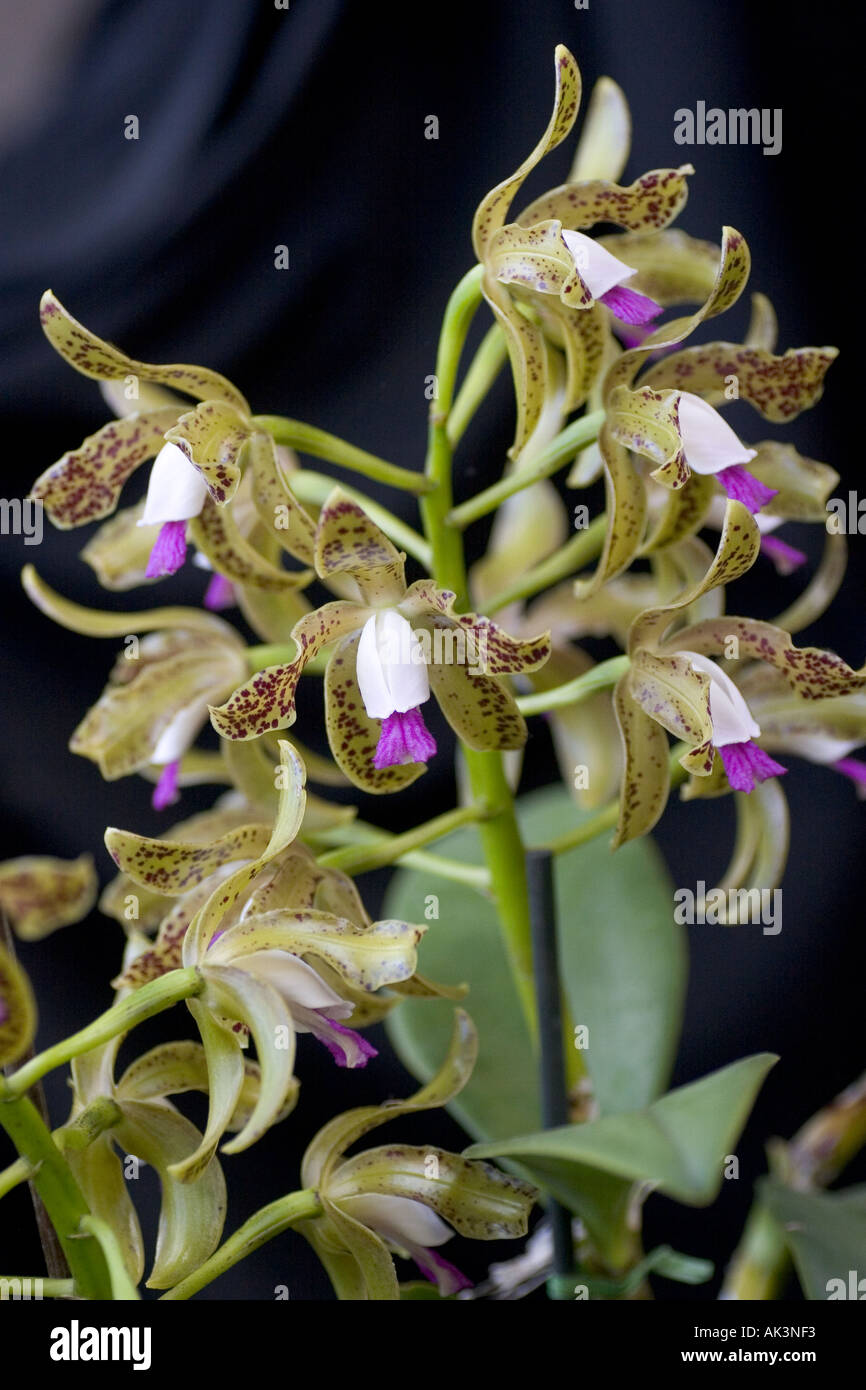 Orchid Cattleya guttata Stock Photo