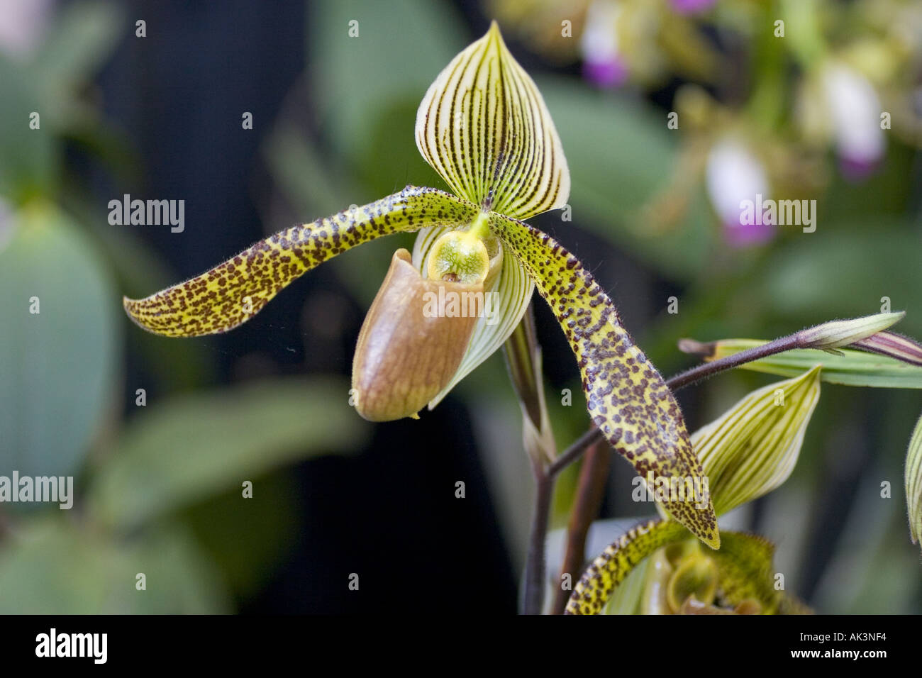 Orchid paph Paphiopedilum Shukakulix radshildiaum Stock Photo