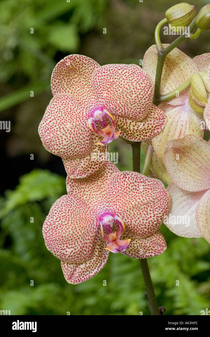 Orchid Phalaenopsis Taida Auckland Taida Stock Photo