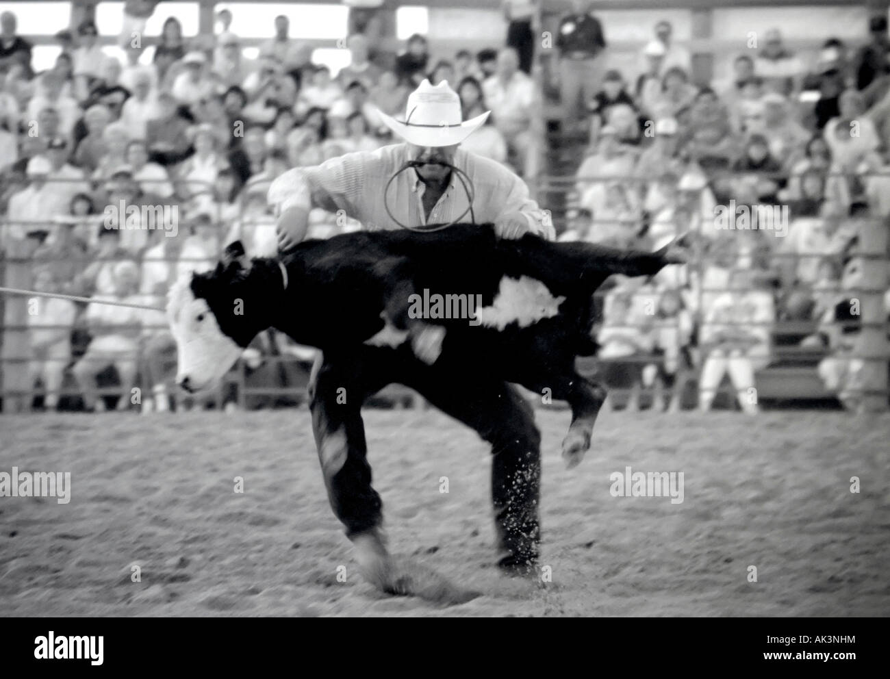 cowboy flipping cow Stock Photo