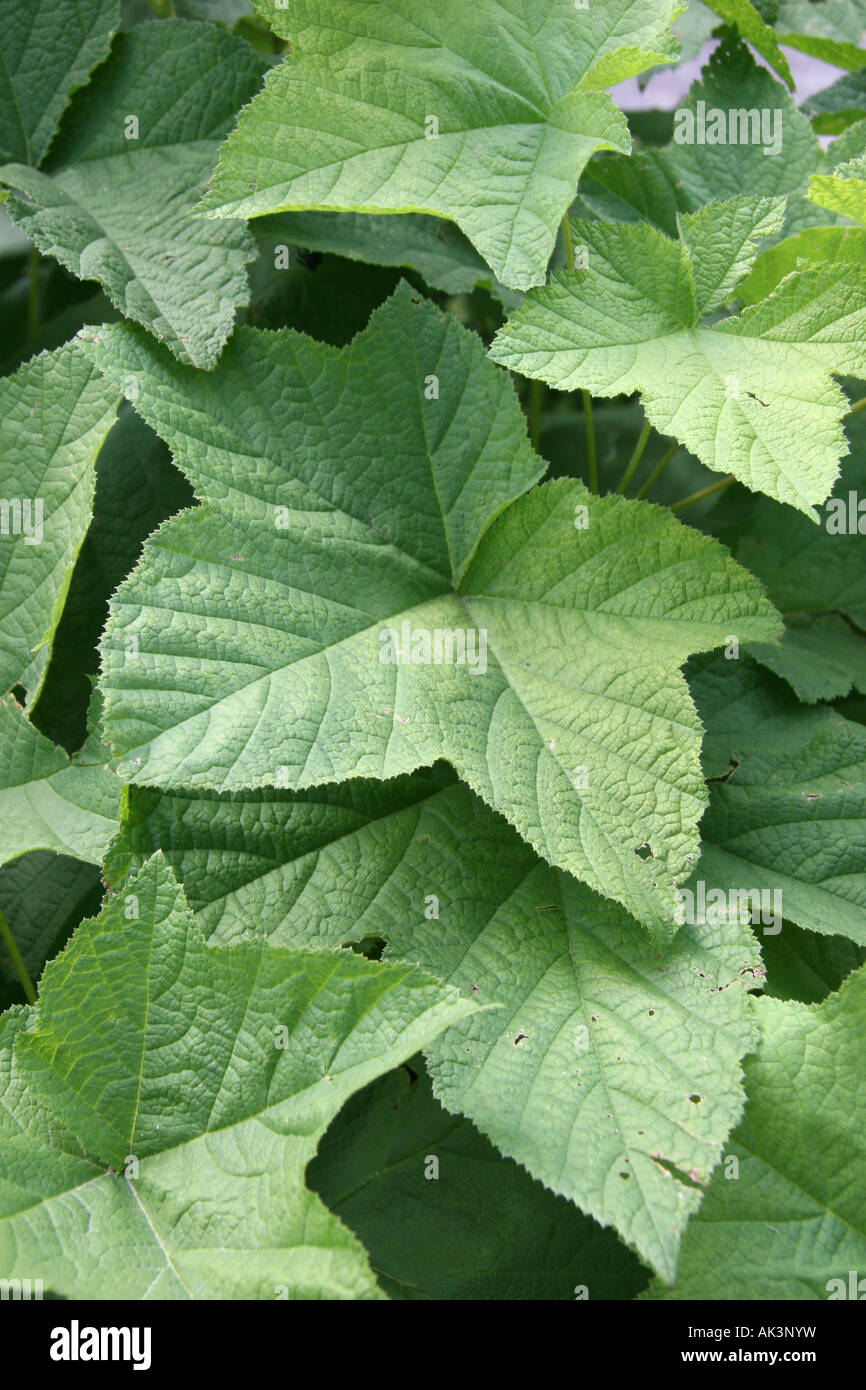 Rubus Odoratus, family Rosaceae, native to Eastern North America. Stock Photo