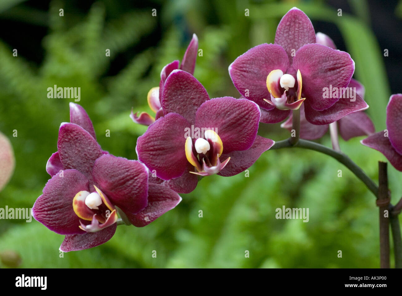 Orchid Phalaenopsis I Hsin Black Jack Stock Photo