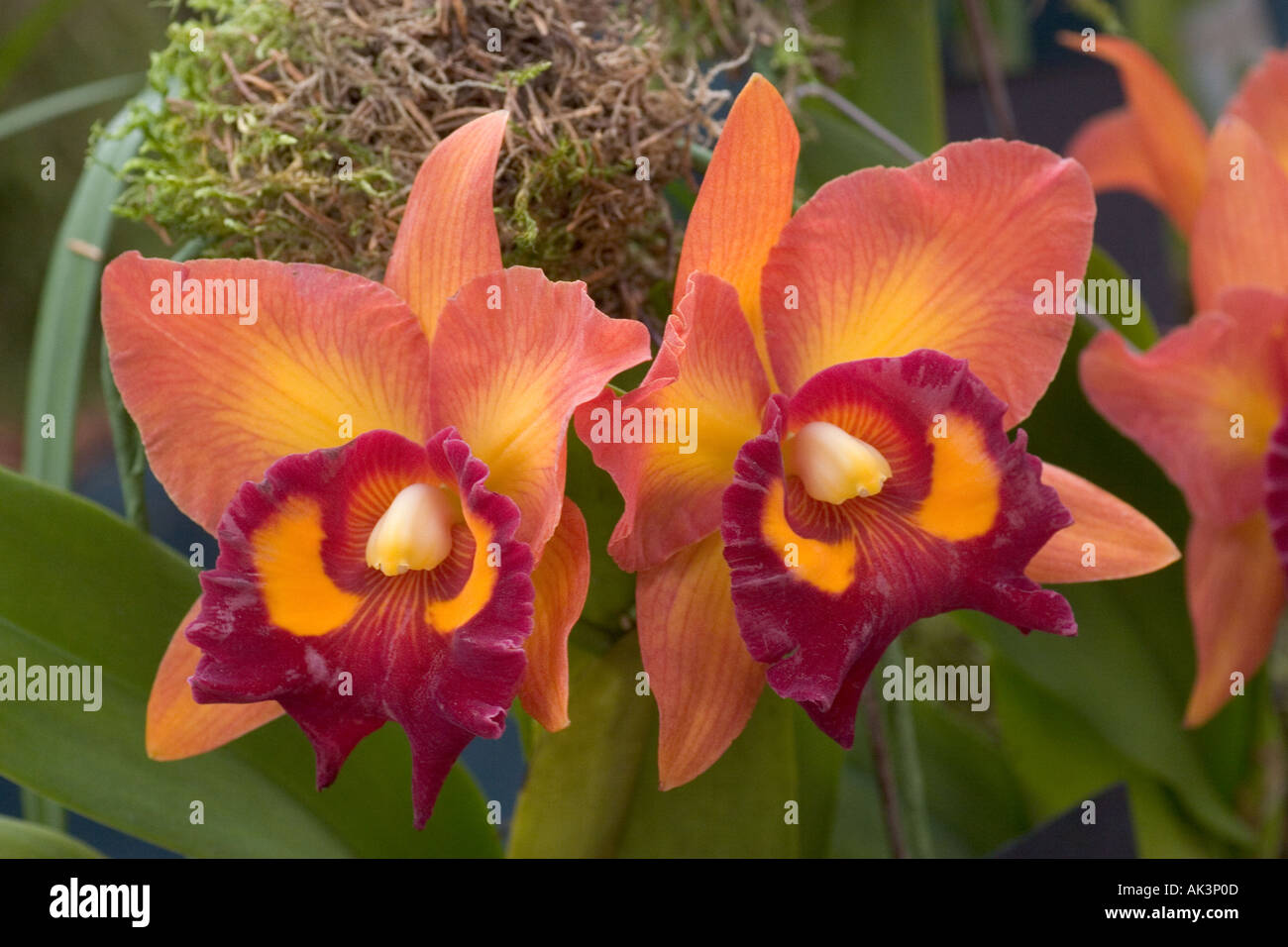 Orchid Blc chunyeah 19 Stock Photo