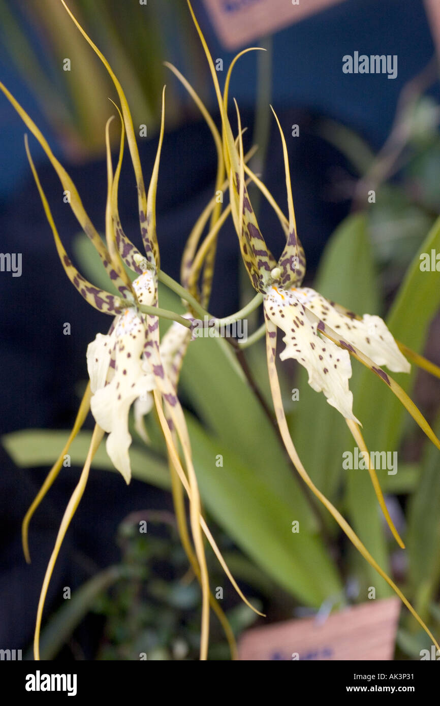 Orchid Brassia Rex Stock Photo