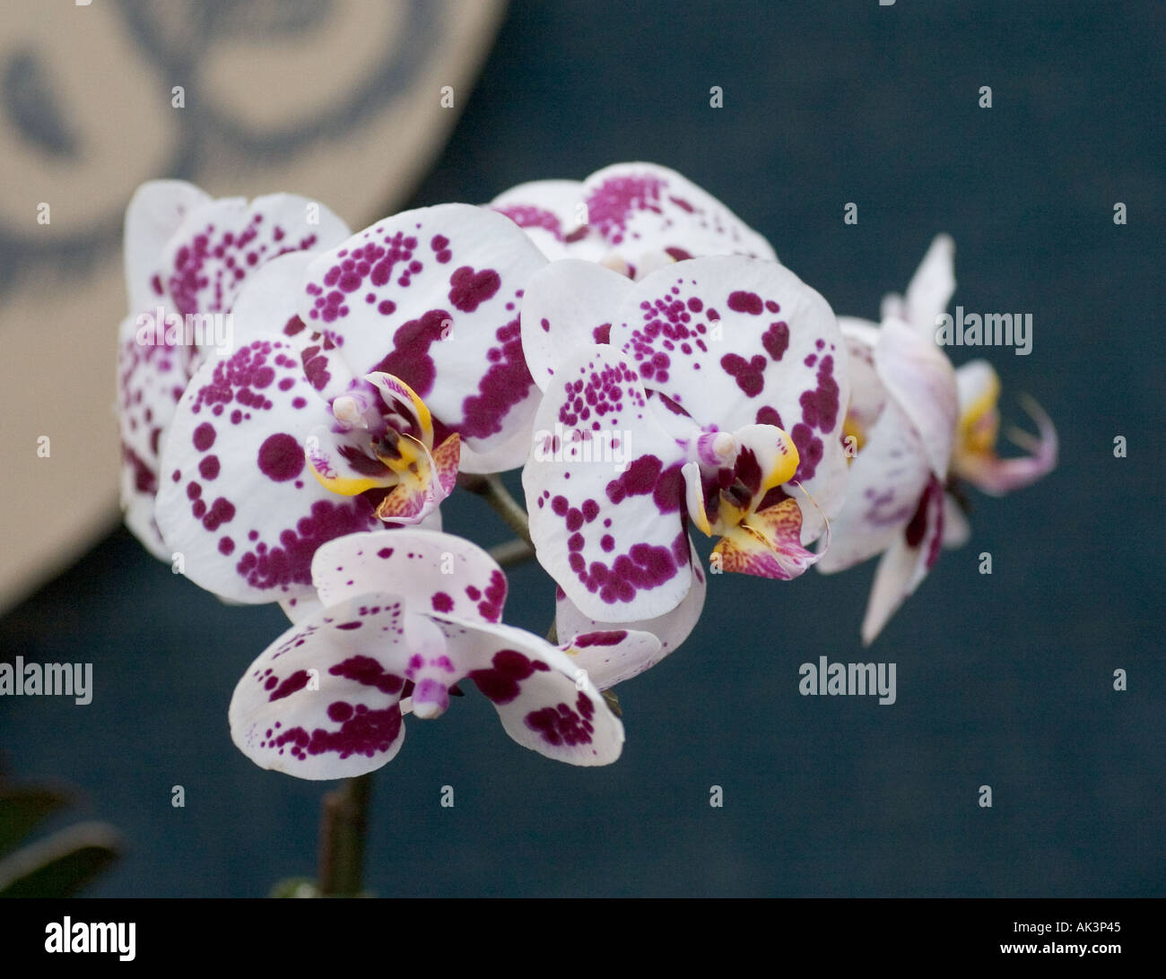 Phalaenopsis Orchid Chain Xen Pearl Stock Photo