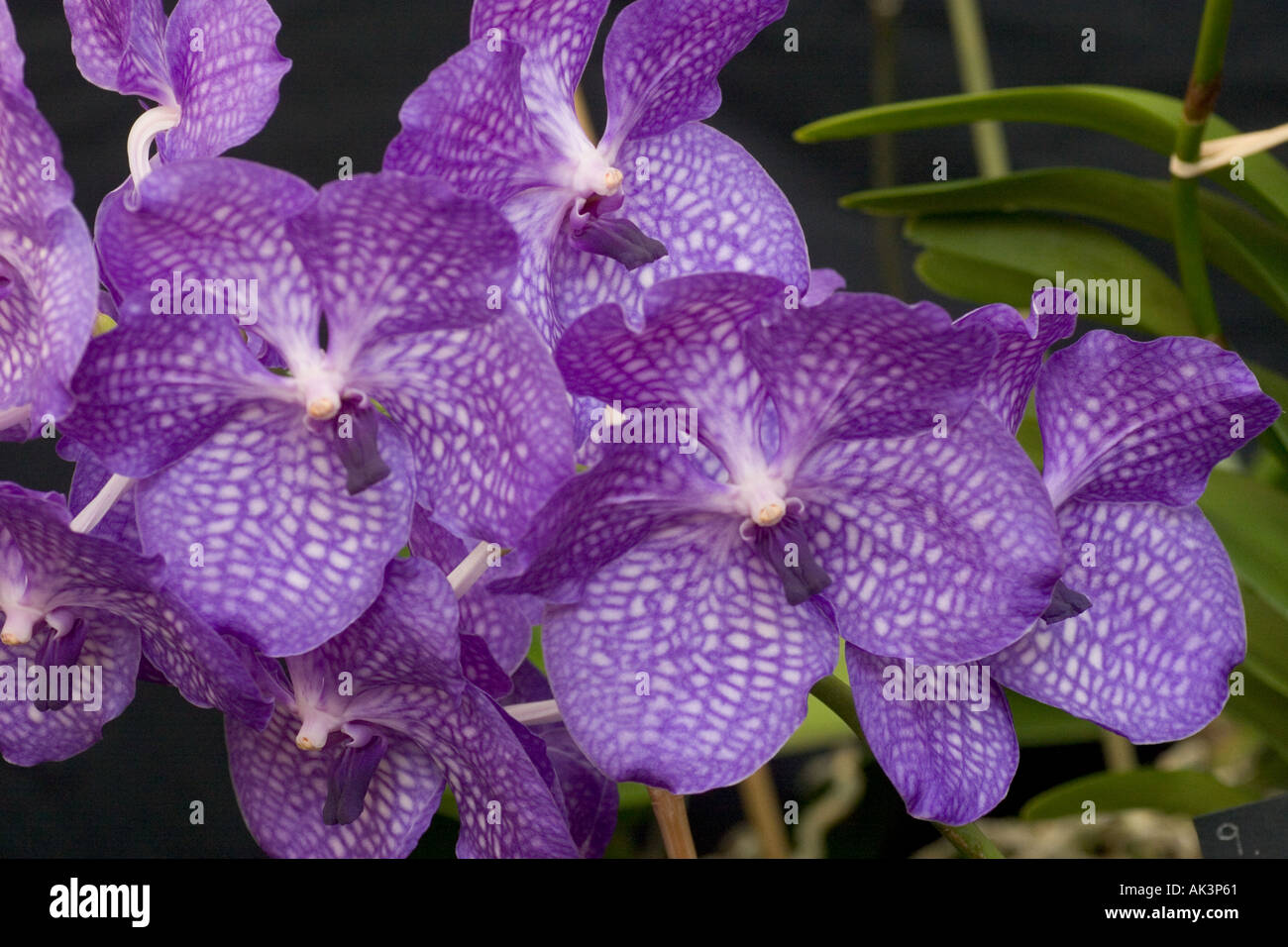 Orchid Vanda Blue Magic Stock Photo - Alamy