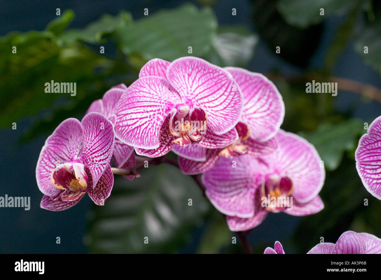 Phalaenopsis Orchid Taida Sweet Stock Photo