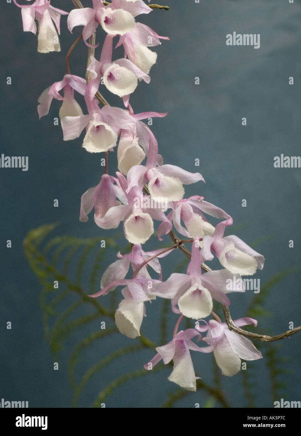 Orchid Coelogyne dayanum Stock Photo