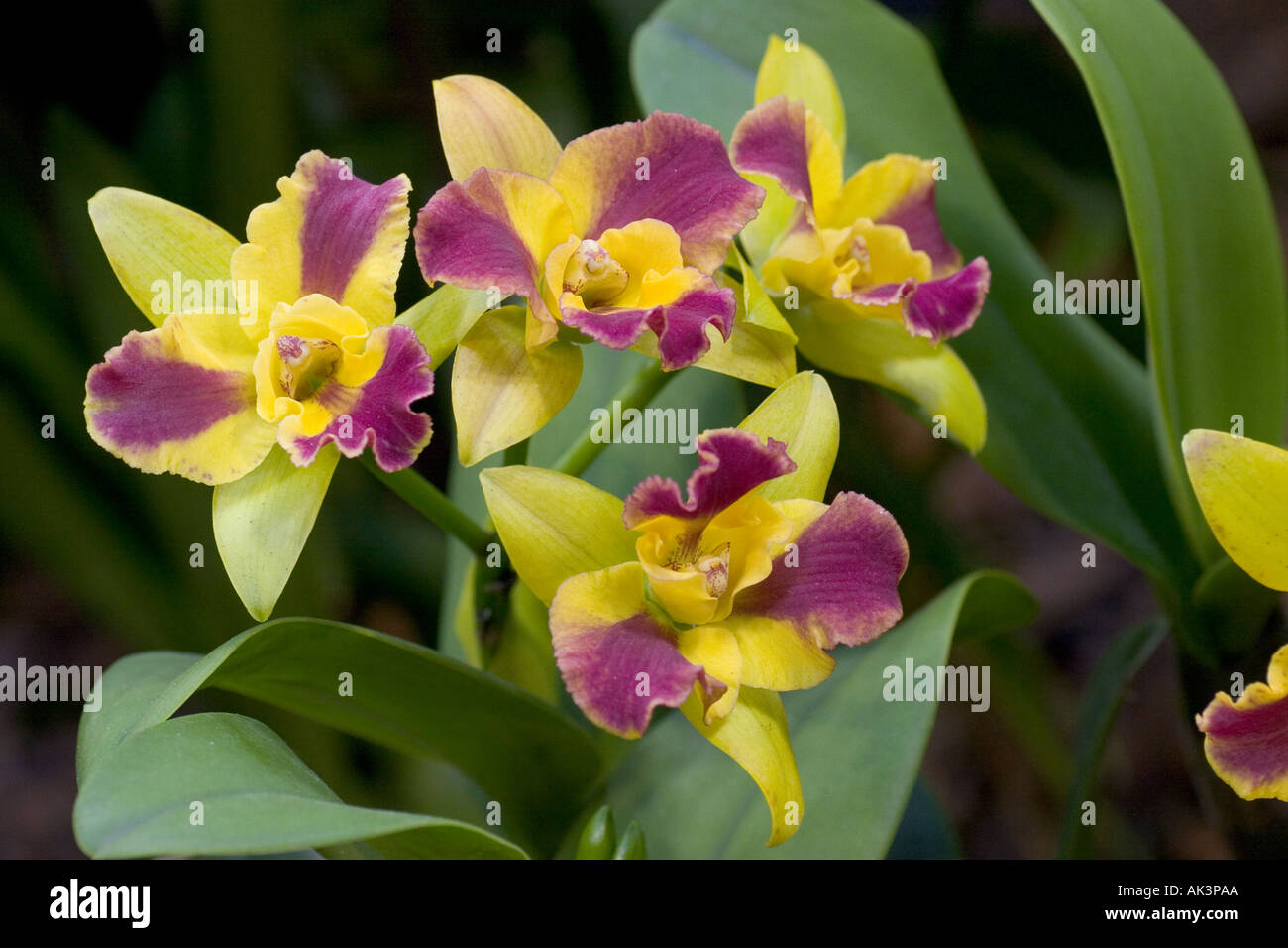 Orchid Potinara Burana Beauty Stock Photo