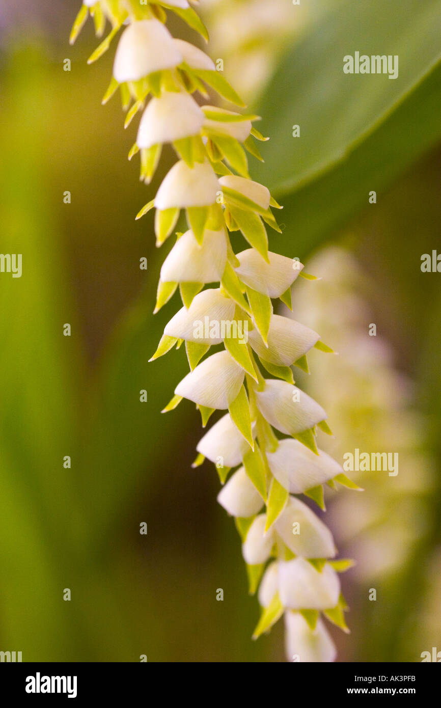 Orchid Dendrochilum cagayanense Philippines Stock Photo