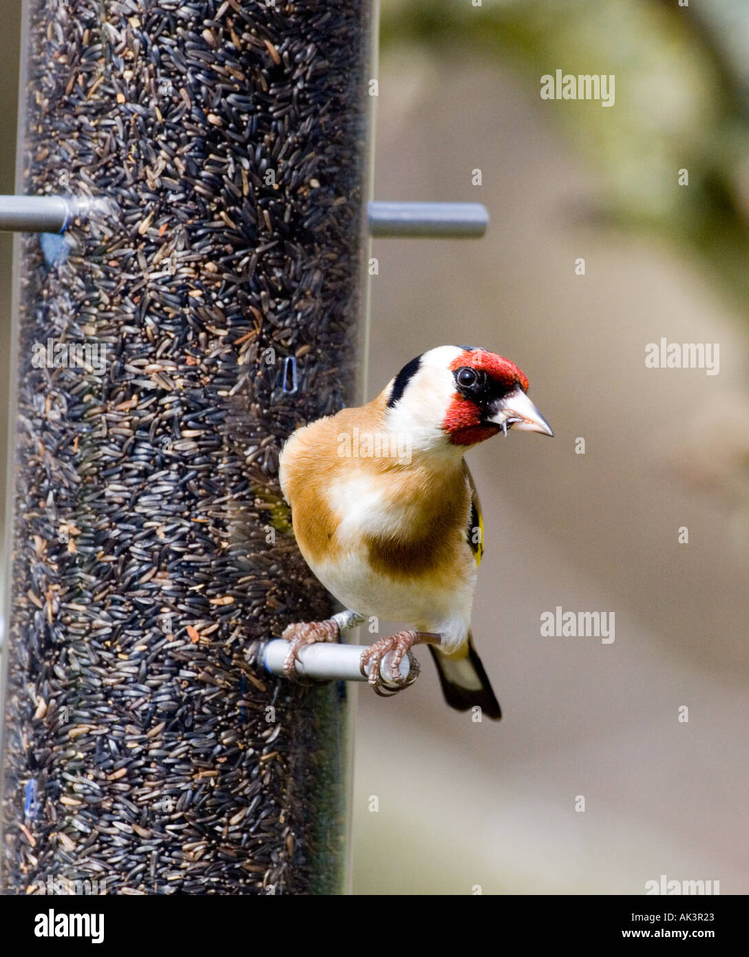 Goldfinches Feeding On Niger Seed Kent Uk Winter Stock Photo