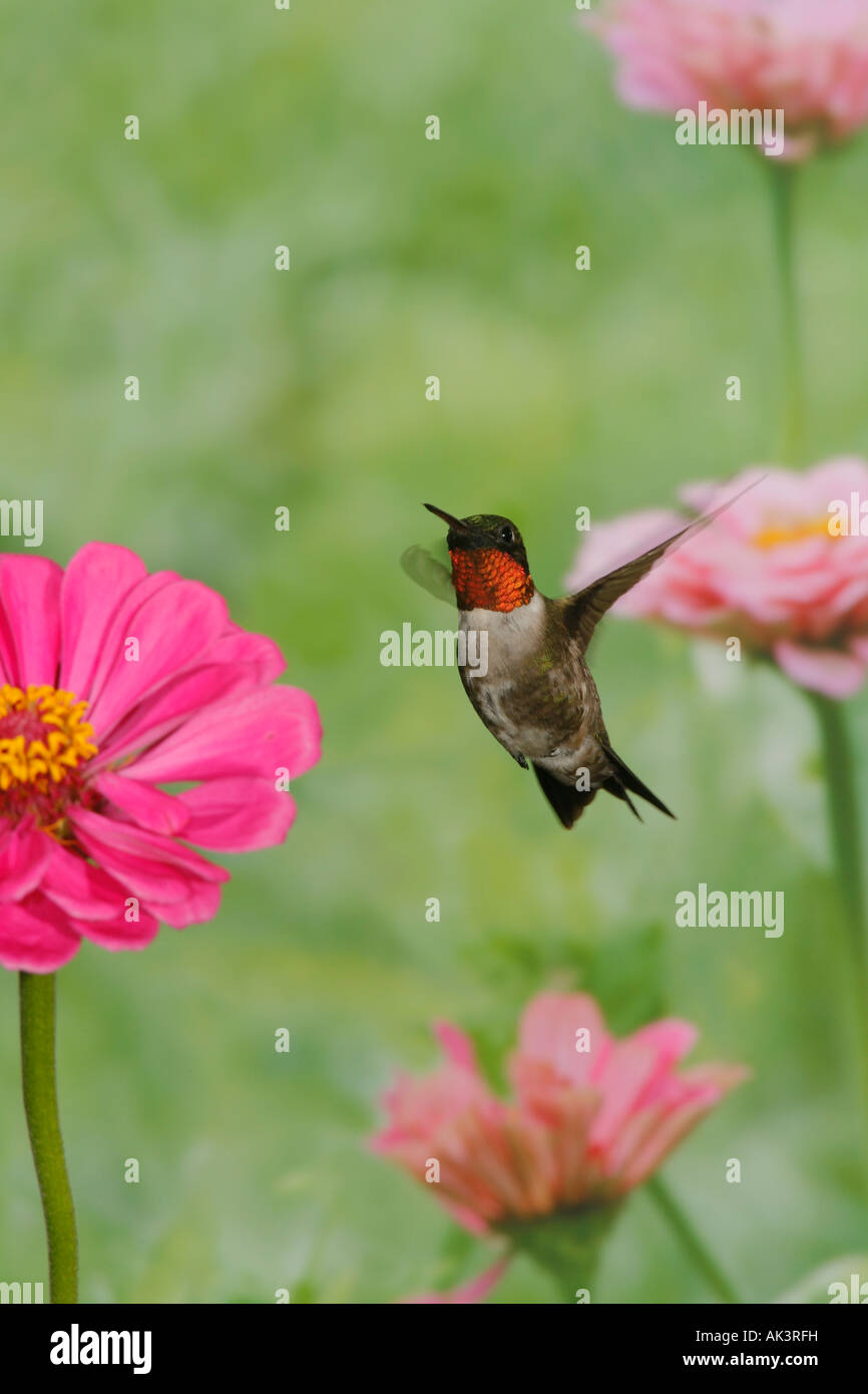 Male Ruby throated Hummingbird and Zinnias Vertical Stock Photo Alamy