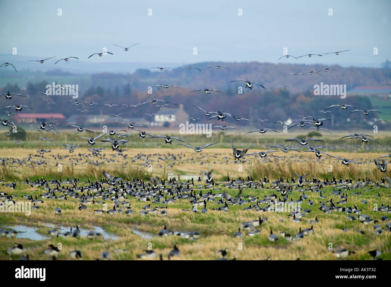 Barnacle Geese Branta leucopsis flock feeding at Caerlaverock Scotland November Stock Photo