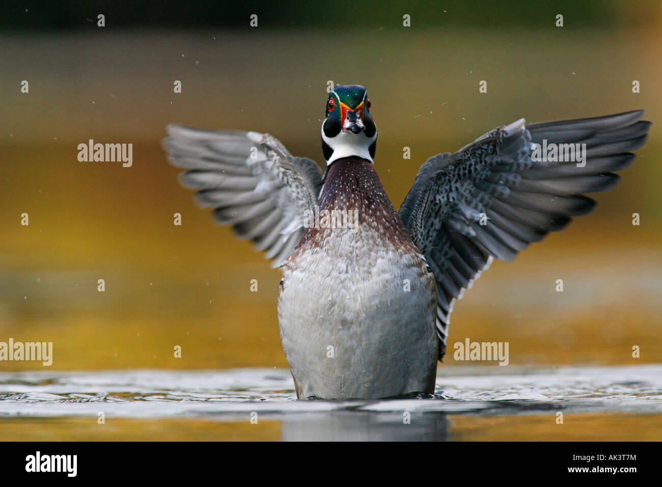 Wood Duck Drake Flapping Wings Stock Photo