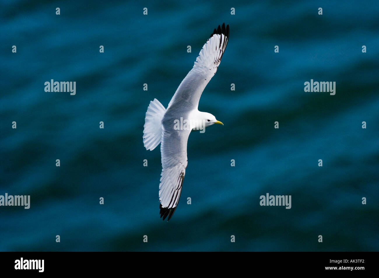 Kittiwake Risa tridactyla Fowlsheugh Scotland May Stock Photo