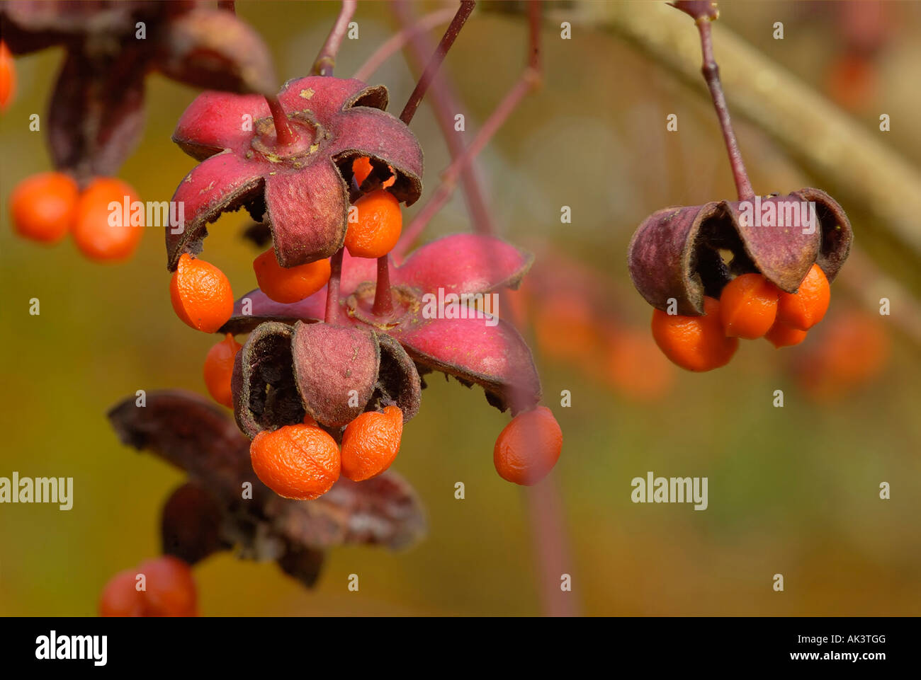 Fruit of Spindle Tree Euonymus oxyphyllus Stock Photo