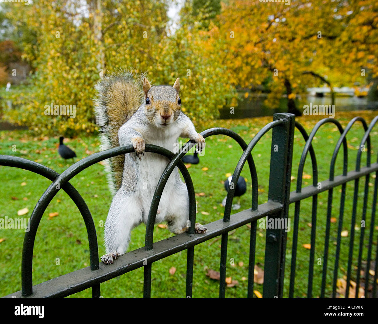 Grey Squirrel in St James Park London UK Stock Photo Alamy