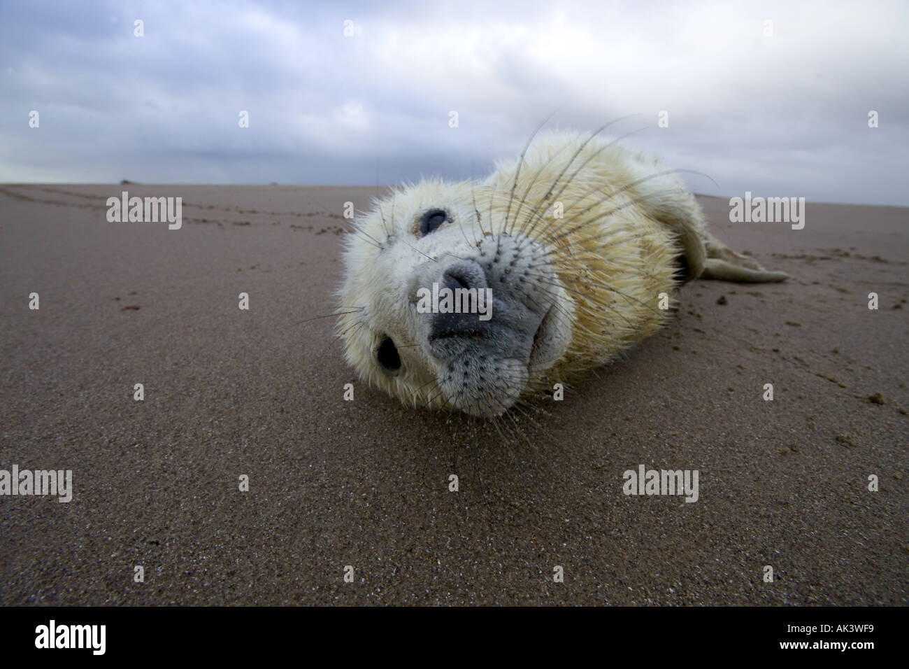 Grey Seal pup Lincolnshire UK December Stock Photo