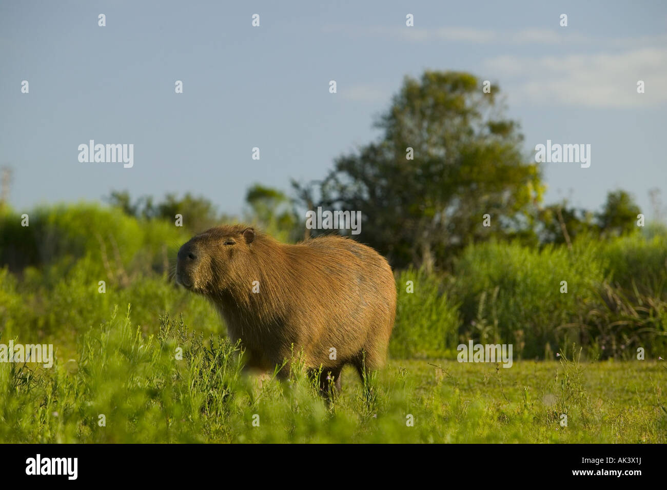 Adult male capybara Hydrocoerus hydrochaeris on alert, Parque Nacional ...