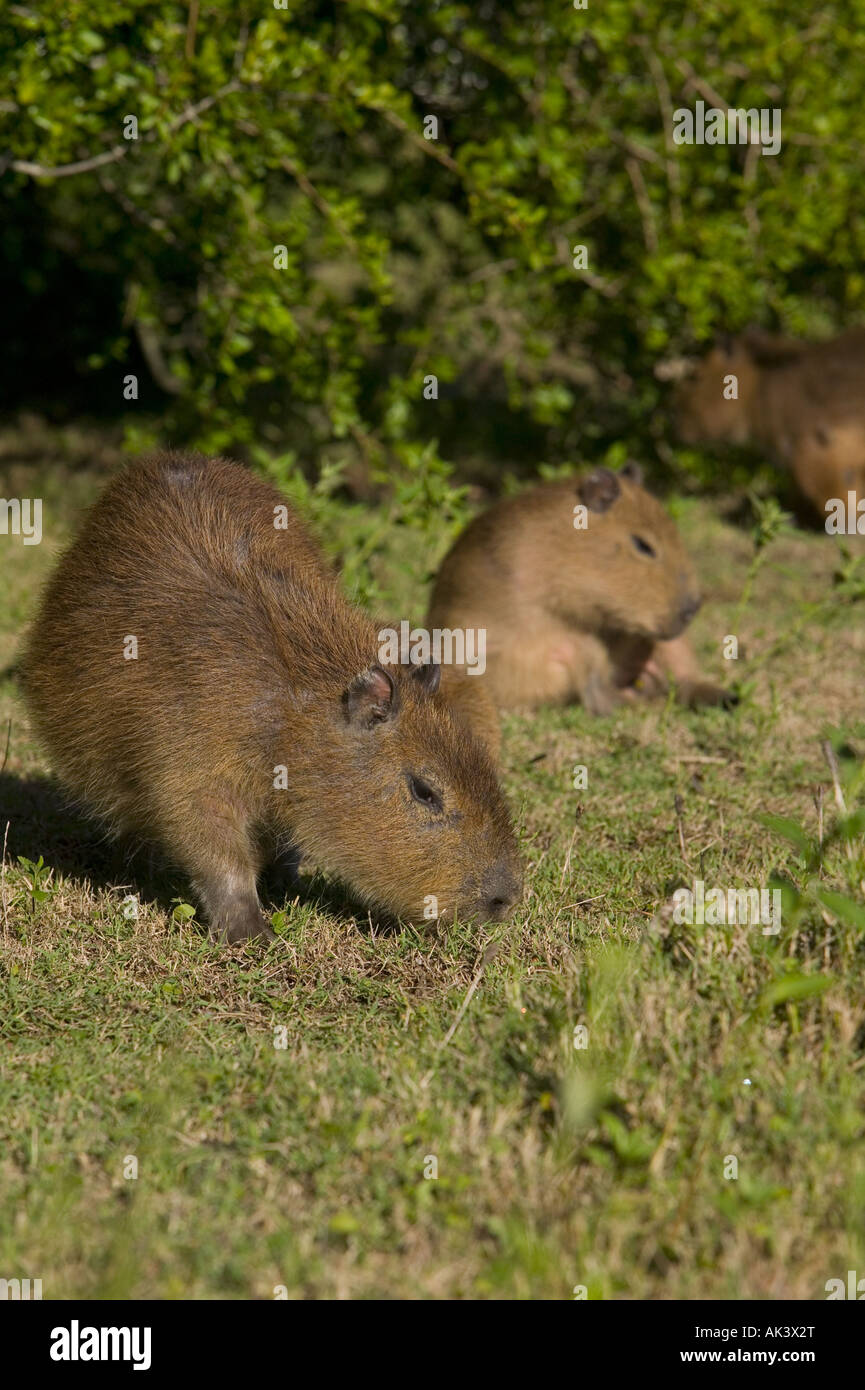 Juvenile and adult female capybara Hydrocoerus hydrochaeris grazing, Parque Nacional Santa Teresa, Uruguay Stock Photo