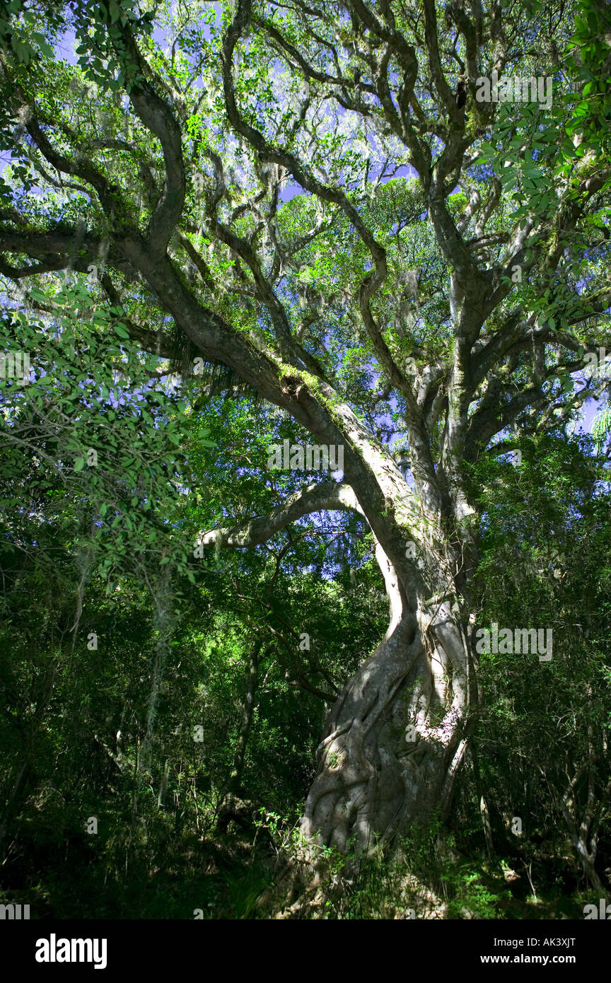 Ficus,luschnatiana,strangler fig,Quebrada de los Higuerones,Uruguay Stock Photo