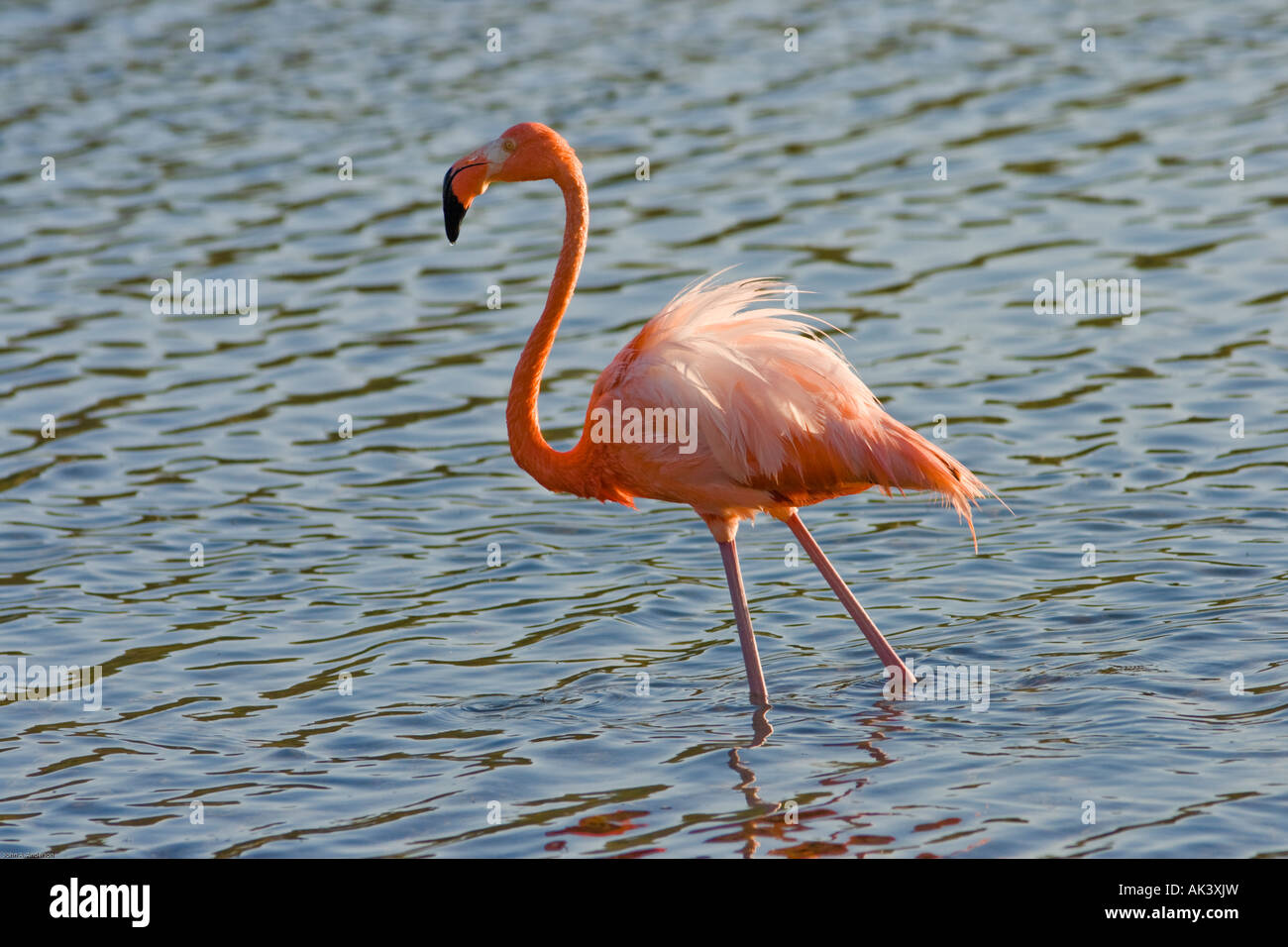 Pink Flamingo wading in salt flats at sunset on the island of Bonaire Stock Photo