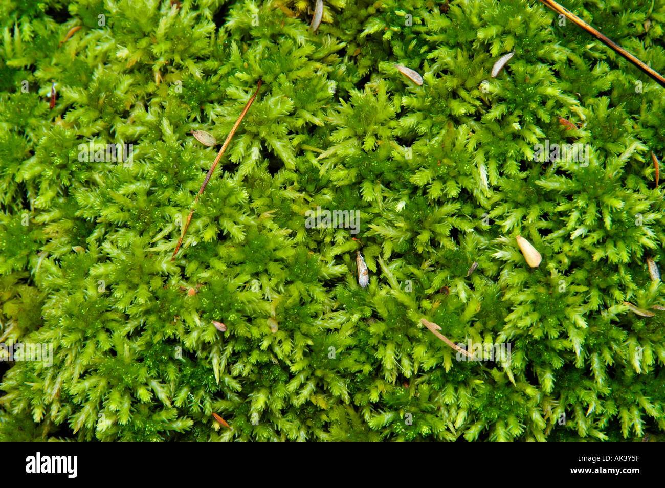 moss growing on Overland Track in Cradle Mountain Lake St Clair ...