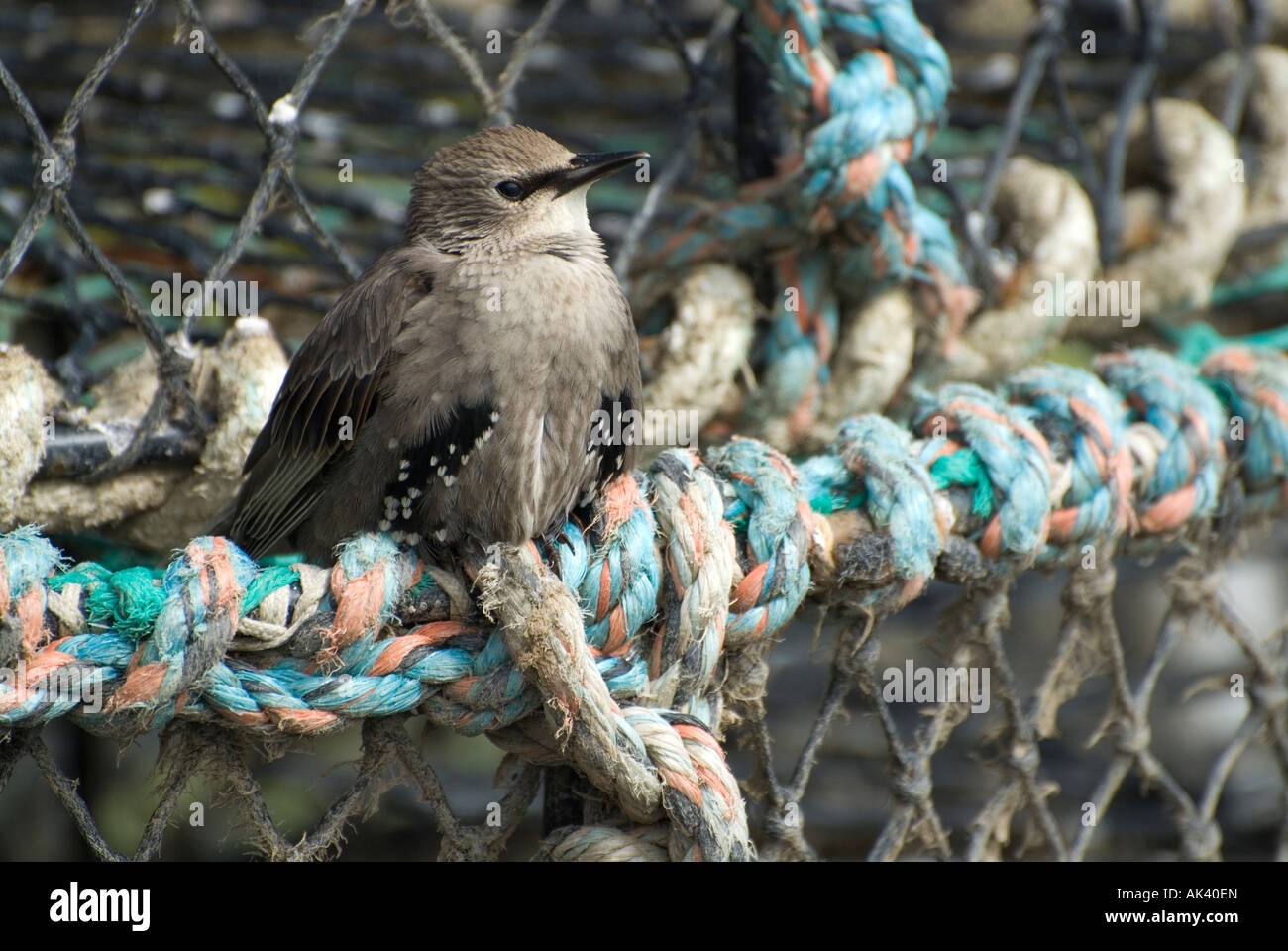 Starling in nets Stock Photo